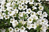 PETUNIA SURFINIA TABLE WHITE