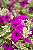 PETUNIA SURFINIA VARIEGATED PURPLE MINI