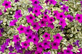 PETUNIA SURFINIA VARIEGATED PURPLE MINI