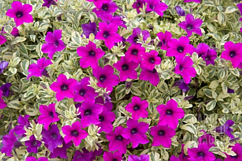 PETUNIA_SURFINIA_VARIEGATED_PURPLE_MINI