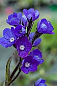 ANCHUSA LODDON ROYALIST