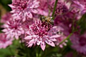 HONEY BEE ON ASTRANTIA ROMA