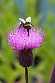 CIRSIUM HETEROPHYLLUM WITH BUMBLE BEE