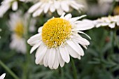 ARGYRANTHEMUM CRESTED IVORY