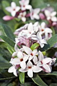 DAPHNE ETERNAL FRAGRANCE