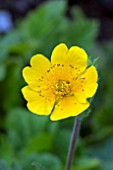 GEUM GEORGENBERG