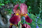 IRIS VITAFIRE