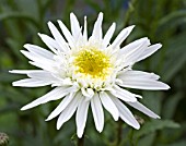 LEUCANTHEMUM CHRIS HAGEMANN