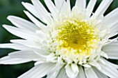 LEUCANTHEMUM CHRIS HAGEMANN