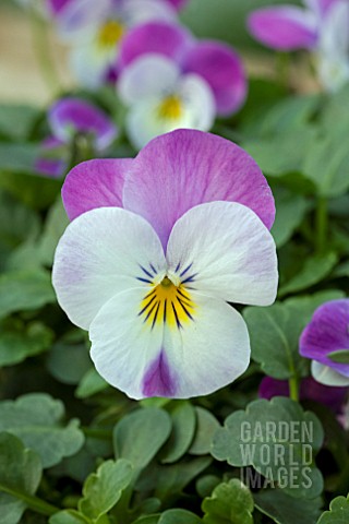 VIOLA_ROCKY_WHITE_WITH_PINK_WING