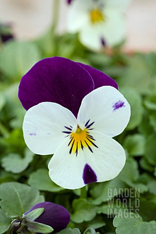 VIOLA_ROCKY_WHITE_WITH_PURPLE_WING
