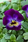 VIOLA ROCKY VIOLET BLUE