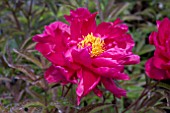 PAEONIA AUGUSTINE DHOU