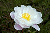 PAEONIA CATHERINE FONTIJN