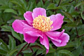 PAEONIA DOREEN