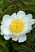 PAEONIA MOON OF NIPPON