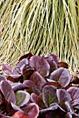 BERGENIA CORDIFOLIA AND CORTADERIA AUREOLINEATA (FOLIAGE CONTRAST)