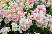 ANTIRRHINUM TWINNY APPLE BLOSSOM