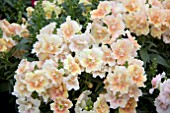 ANTIRRHINUM TWINNY PEACH