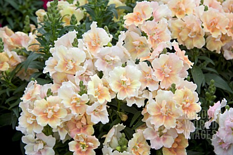 ANTIRRHINUM_TWINNY_PEACH