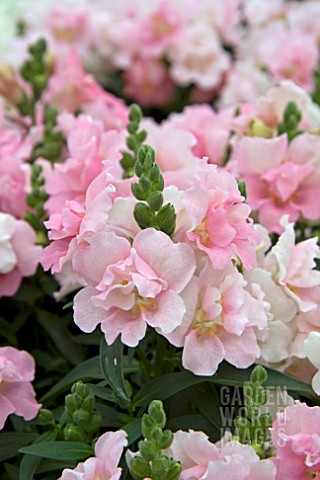 ANTIRRHINUM_TWINNY_ROSE