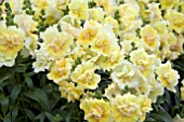 ANTIRRHINUM TWINNY YELLOW SHADES