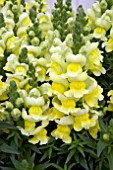 ANTIRRHINUM SONNET YELLOW