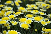 ARGYRANTHEMUM SOLO MIO