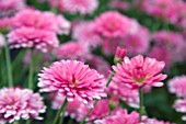 ARGYRANTHEMUM SUMMER SONG