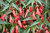 BEGONIA BELLAVISTA SCARLET