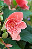 BEGONIA WATERFALL DOUBLE SALMON PINK