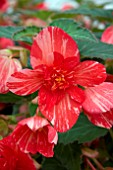 BEGONIA WATERFALL DOUBLE SPLASH LIGHT RED