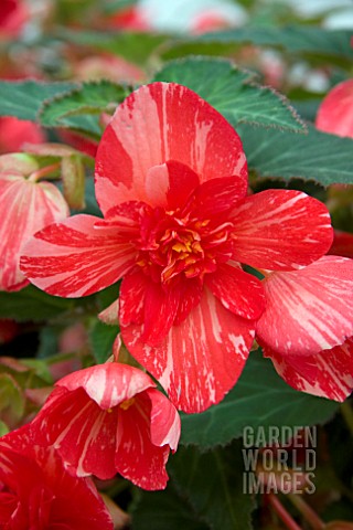 BEGONIA_WATERFALL_DOUBLE_SPLASH_LIGHT_RED