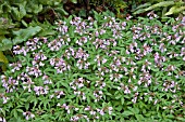 CARDAMINE QUINQUIFOLIA