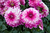 DAHLIA DALINA MAXI BONITA