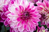 DAHLIA DALINA MAXI BONITA