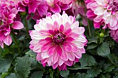 DAHLIA DALINA MAXI BONITA