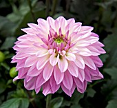 DAHLIA DALINA MAXI ZARCO