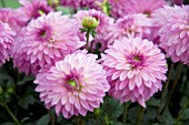 DAHLIA DALINA MAXI ZARCO