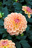 DAHLIA LABELLA GRANDE ORANGE IMPROVED