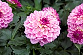 DAHLIA LABELLA GRANDE ROSE
