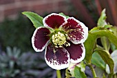 HELLEBORUS ORIENTALIS MAROON SPOTTED (SINGLE FLOWER)