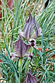 IRIS ACUTILOBA SSP LINEOLATA