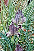 IRIS ACUTILOBA SSP LINEOLATA