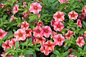 CALIBRACHOA NOA PAINTED CORAL