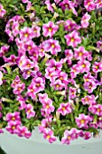 CALIBRACHOA NOA PAINTED PINK