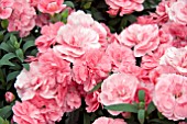 DIANTHUS OSCAR PINK