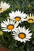 GAZANIA GAZOO WHITE