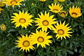 GAZANIA GAZOO YELLOW