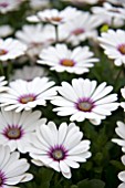 OSTEOSPERMUM CAPE HALO WHITE